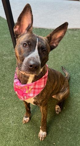 Enlarge Tawny, a Adoptable mixed breed in Lewisville, TX image 2/3