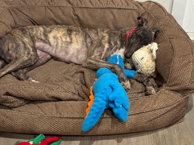 Enlarge Reef, a ADOPTABLE Greyhound in New Hope, PA image 3/4