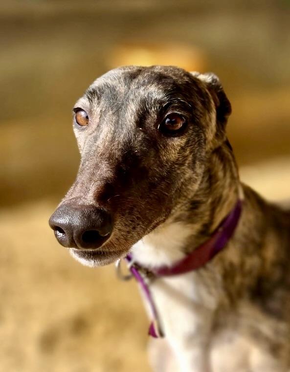 Enlarge Reef, a ADOPTABLE Greyhound in New Hope, PA image 1/4