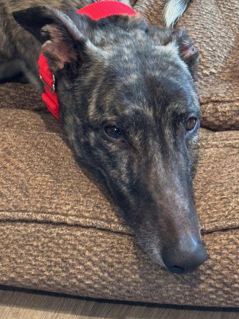 Enlarge Reef, a ADOPTABLE Greyhound in New Hope, PA image 4/4