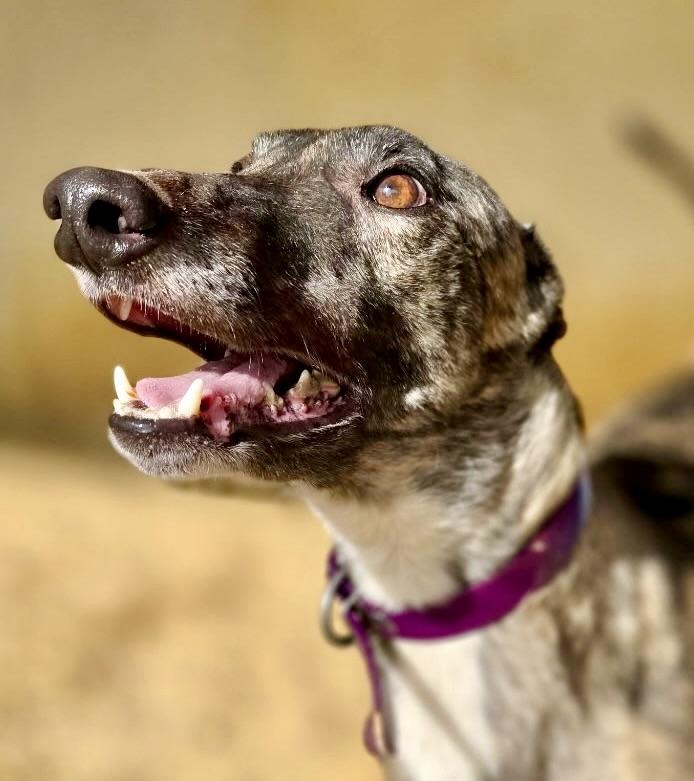 Enlarge Reef, a ADOPTABLE Greyhound in New Hope, PA image 2/4