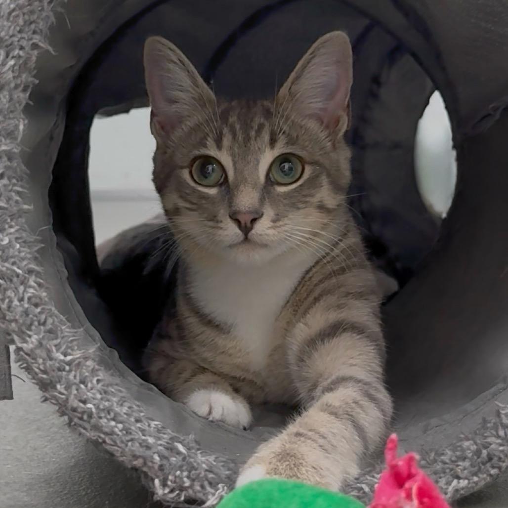 Enlarge Lily, a Adoptable Domestic Short Hair in Walnut Cove, NC image 5/6