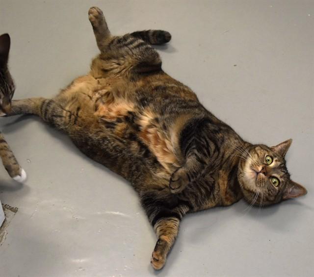 DYLAN, Adoptable, Adult Female Domestic Short Hair.