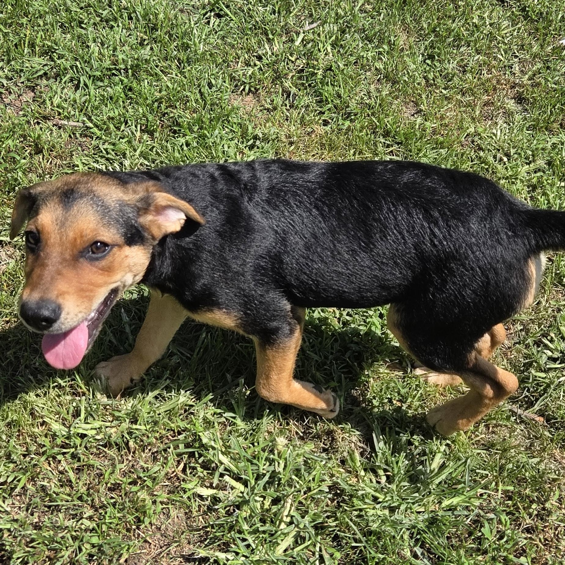 Enlarge Louise, a Adoptable mixed breed in Muncie, IN image 3/5