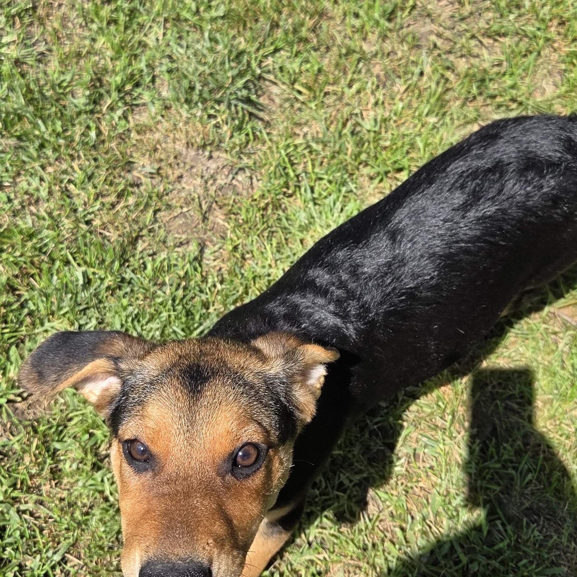 Enlarge Louise, a Adoptable mixed breed in Muncie, IN image 5/5