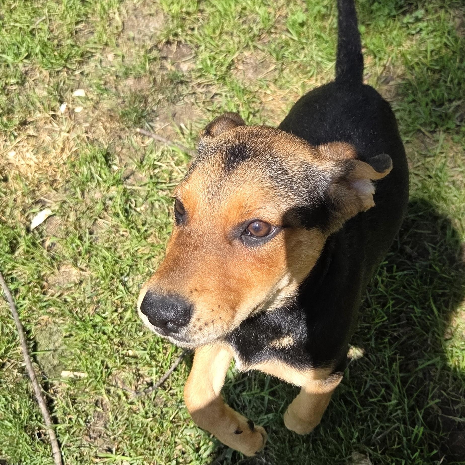 Enlarge Louise, a Adoptable mixed breed in Muncie, IN image 2/5