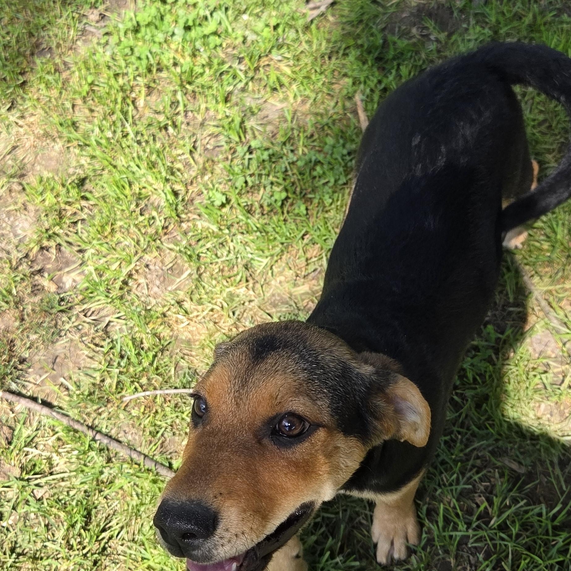 Enlarge Louise, a Adoptable mixed breed in Muncie, IN image 4/5