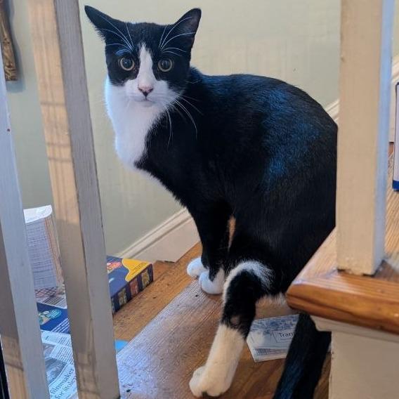 Enlarge Tarragon (Barn Cat), a Adoptable American Shorthair in Pikesville, MD image 2/6