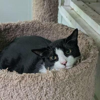 Enlarge Tarragon (Barn Cat), a Adoptable American Shorthair in Pikesville, MD image 4/6