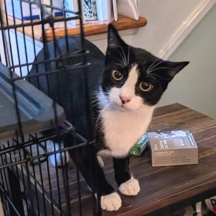 Tarragon (Barn Cat), Adoptable, Young Male American Shorthair.
