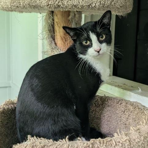 Enlarge Tarragon (Barn Cat), a Adoptable American Shorthair in Pikesville, MD image 5/6
