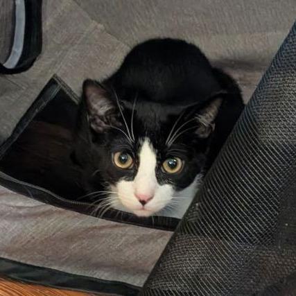 Enlarge Tarragon (Barn Cat), a Adoptable American Shorthair in Pikesville, MD image 6/6