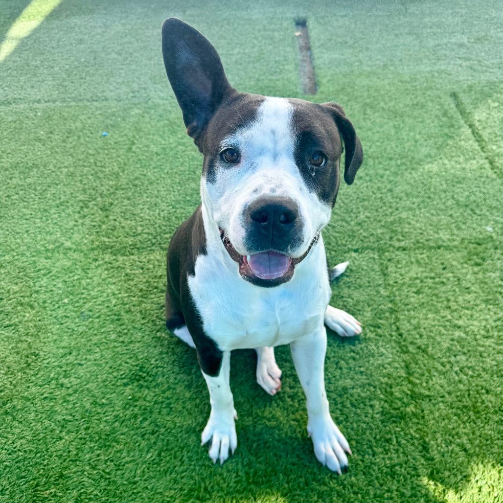 Enlarge Darla , a ADOPTABLE Pit Bull Terrier in Las Vegas, NV image 2/3