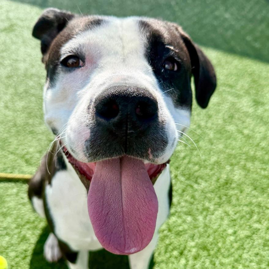 Enlarge Darla , a ADOPTABLE Pit Bull Terrier in Las Vegas, NV image 3/3