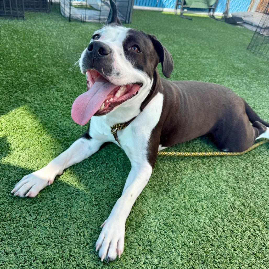 Enlarge Darla , a ADOPTABLE Pit Bull Terrier in Las Vegas, NV image 1/3