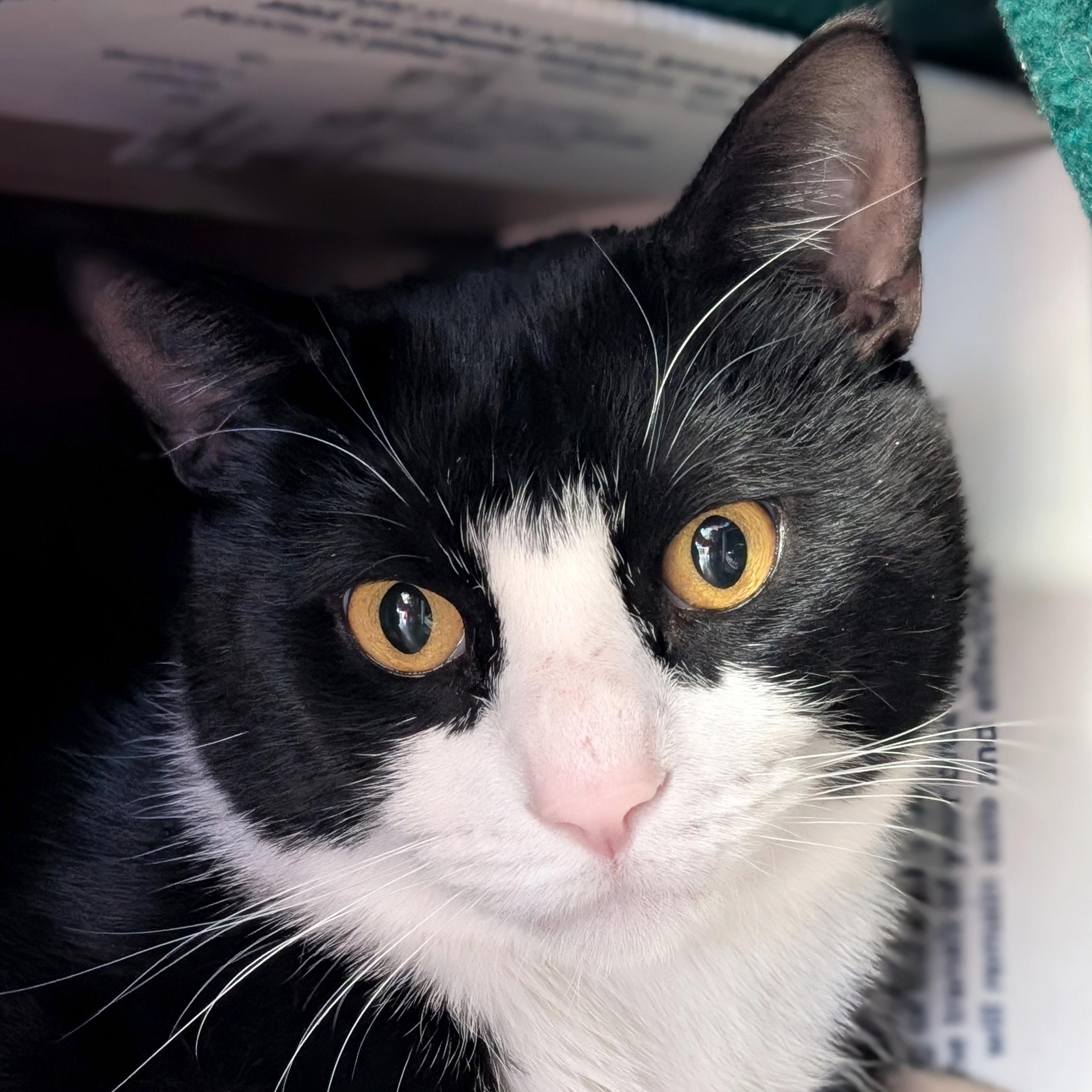 Tux, ADOPTABLE, Adult Male Domestic Short Hair.