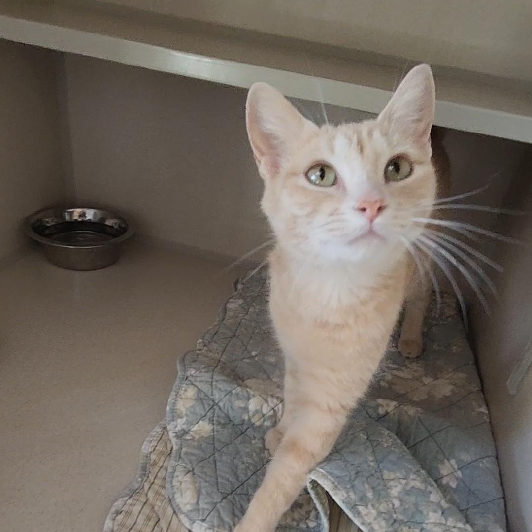 Blondie, an adoptable Tabby in Ridgway, CO, 81432 | Photo Image 3