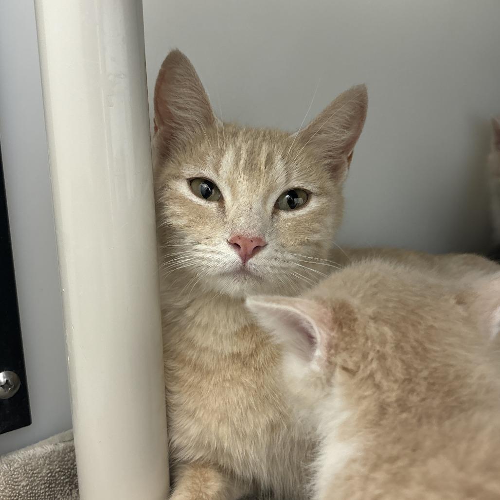 Blondie, an adoptable Tabby in Ridgway, CO, 81432 | Photo Image 4