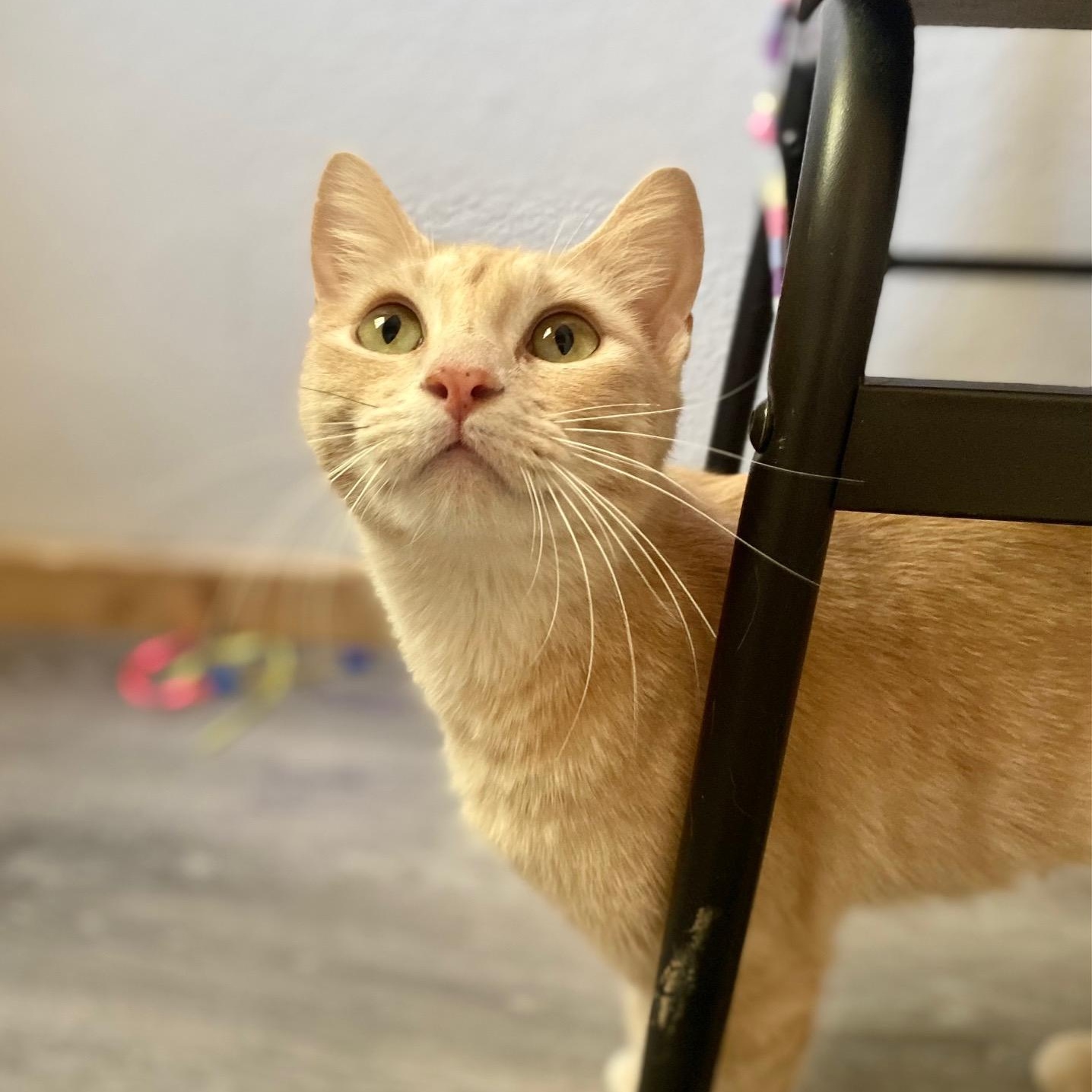 Blondie, an adoptable Tabby in Ridgway, CO, 81432 | Photo Image 2