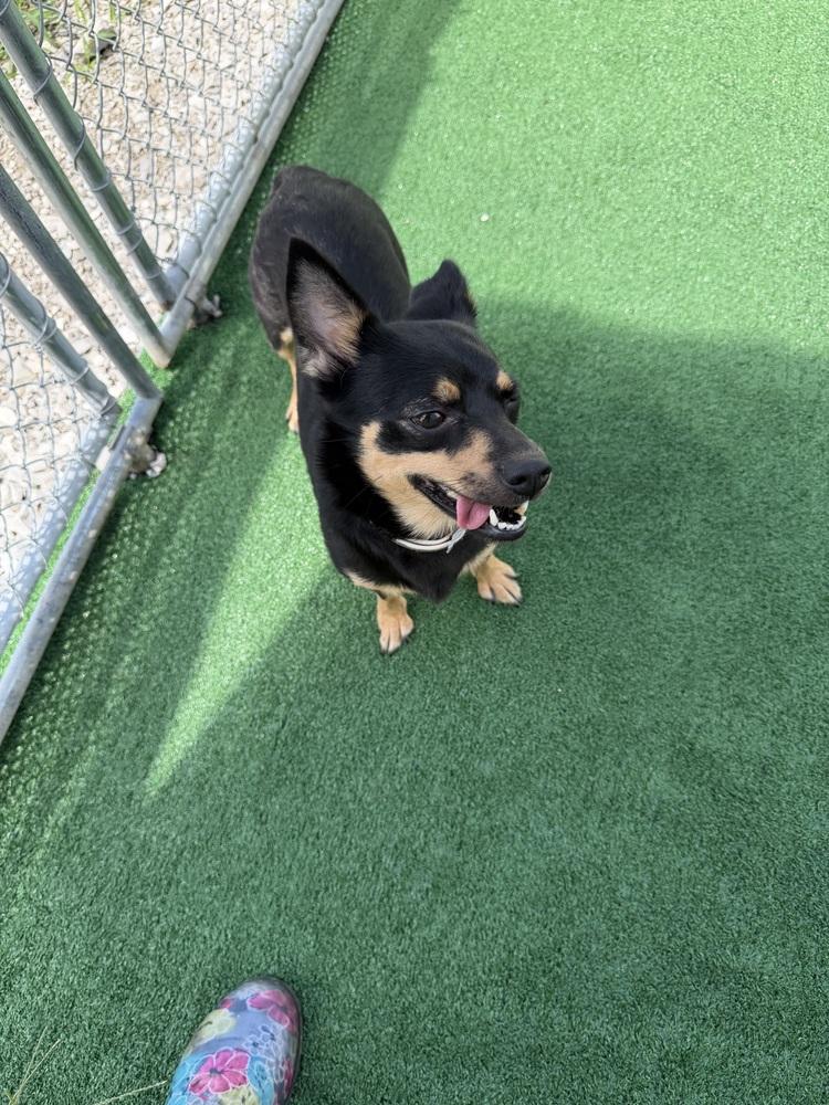 Rebel, Adoptable, Adult Female Chihuahua & Dachshund.