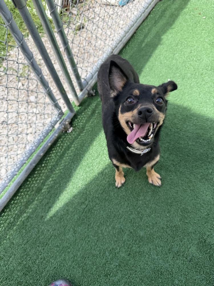 Enlarge Rebel, a Adoptable mixed breed in Waterloo, IL image 2/4
