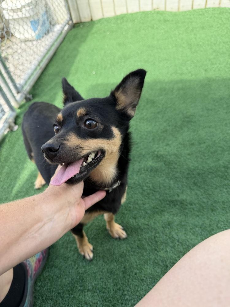 Enlarge Rebel, a Adoptable mixed breed in Waterloo, IL image 3/4