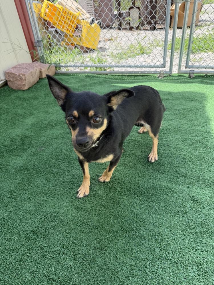 Enlarge Rebel, a Adoptable mixed breed in Waterloo, IL image 4/4
