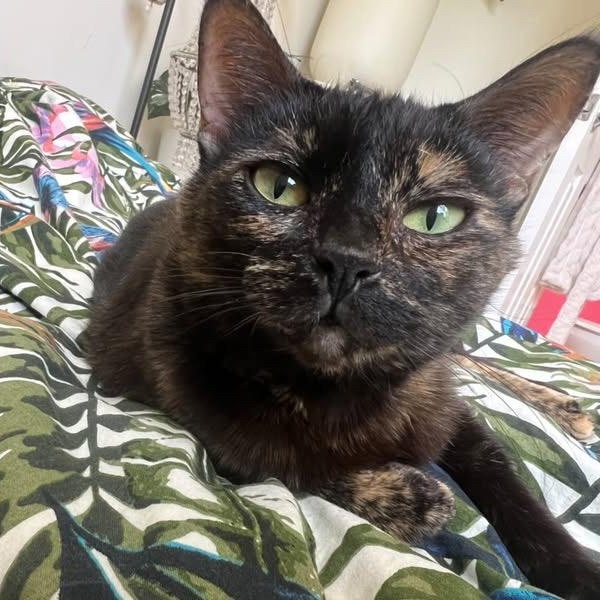 Enlarge Buttercup, a Adoptable Domestic Short Hair in Los Angeles, CA image 1/6