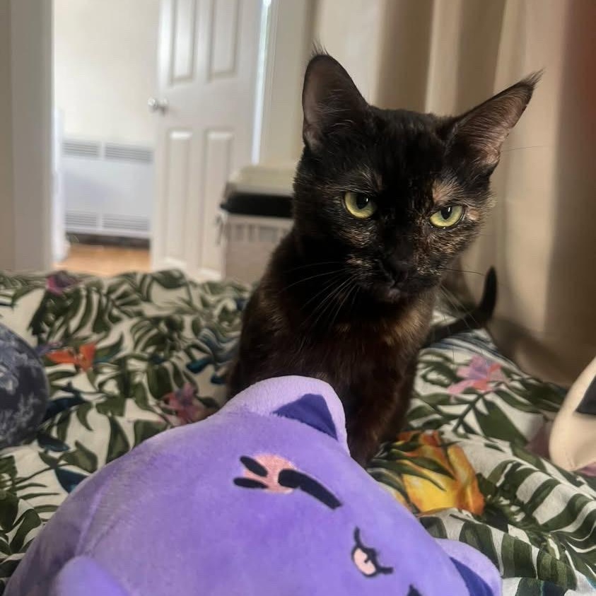 Buttercup, Adoptable, Adult Female Domestic Short Hair.