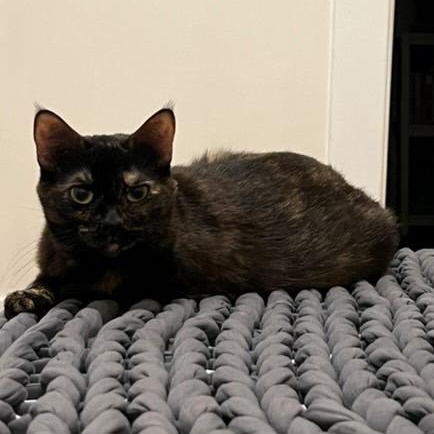 Enlarge Buttercup, a Adoptable Domestic Short Hair in Los Angeles, CA image 4/6