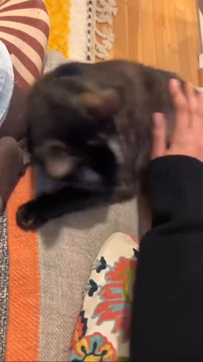 Enlarge Buttercup, a Adoptable Domestic Short Hair in Los Angeles, CA video 6/6