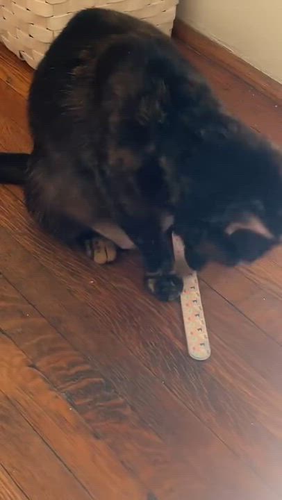 Enlarge Buttercup, a Adoptable Domestic Short Hair in Los Angeles, CA video 2/6