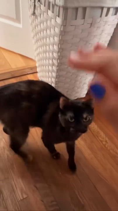 Enlarge Buttercup, a Adoptable Domestic Short Hair in Los Angeles, CA video 5/6