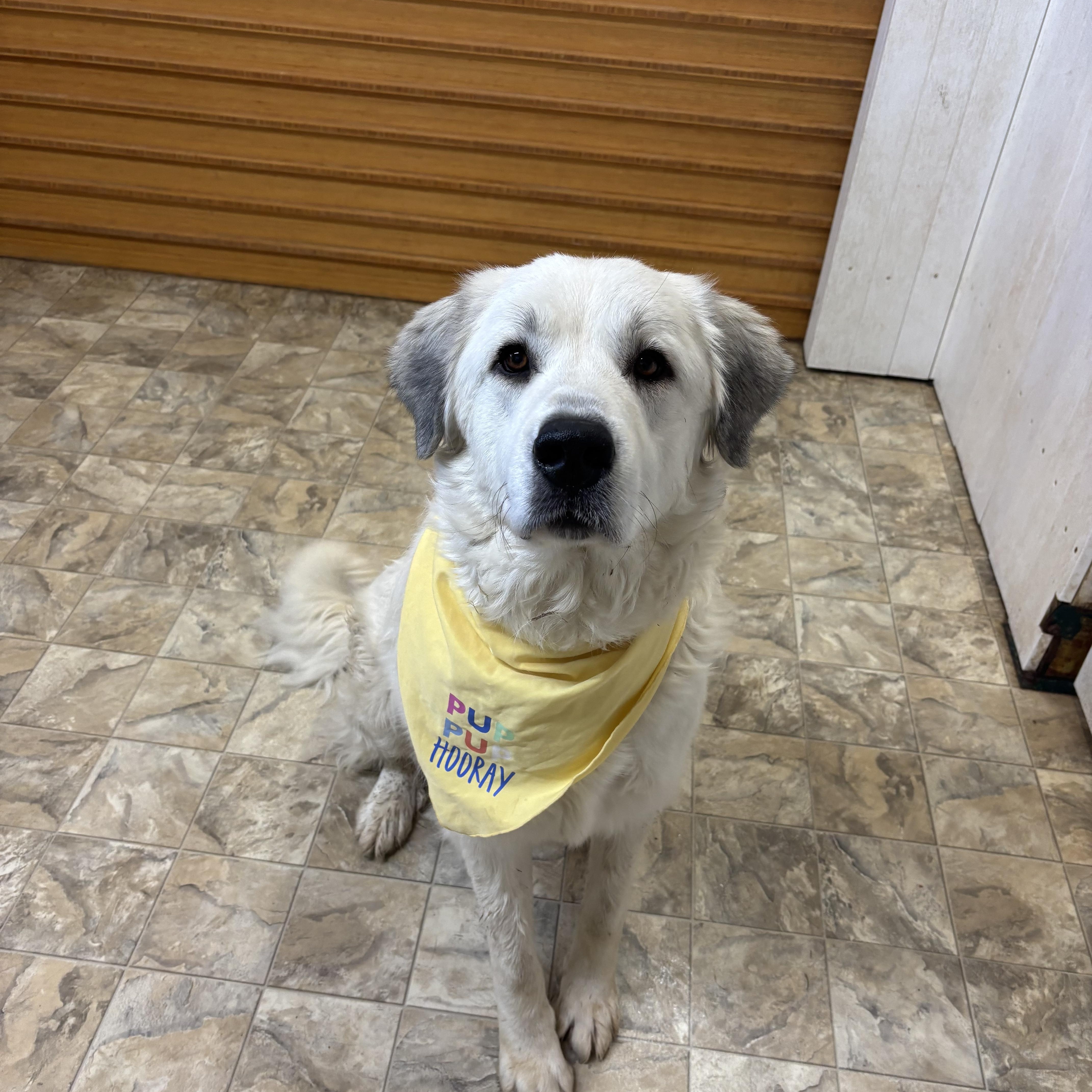 Cheesecake , an adopted mixed breed in Pilot Point, TX image 1/3