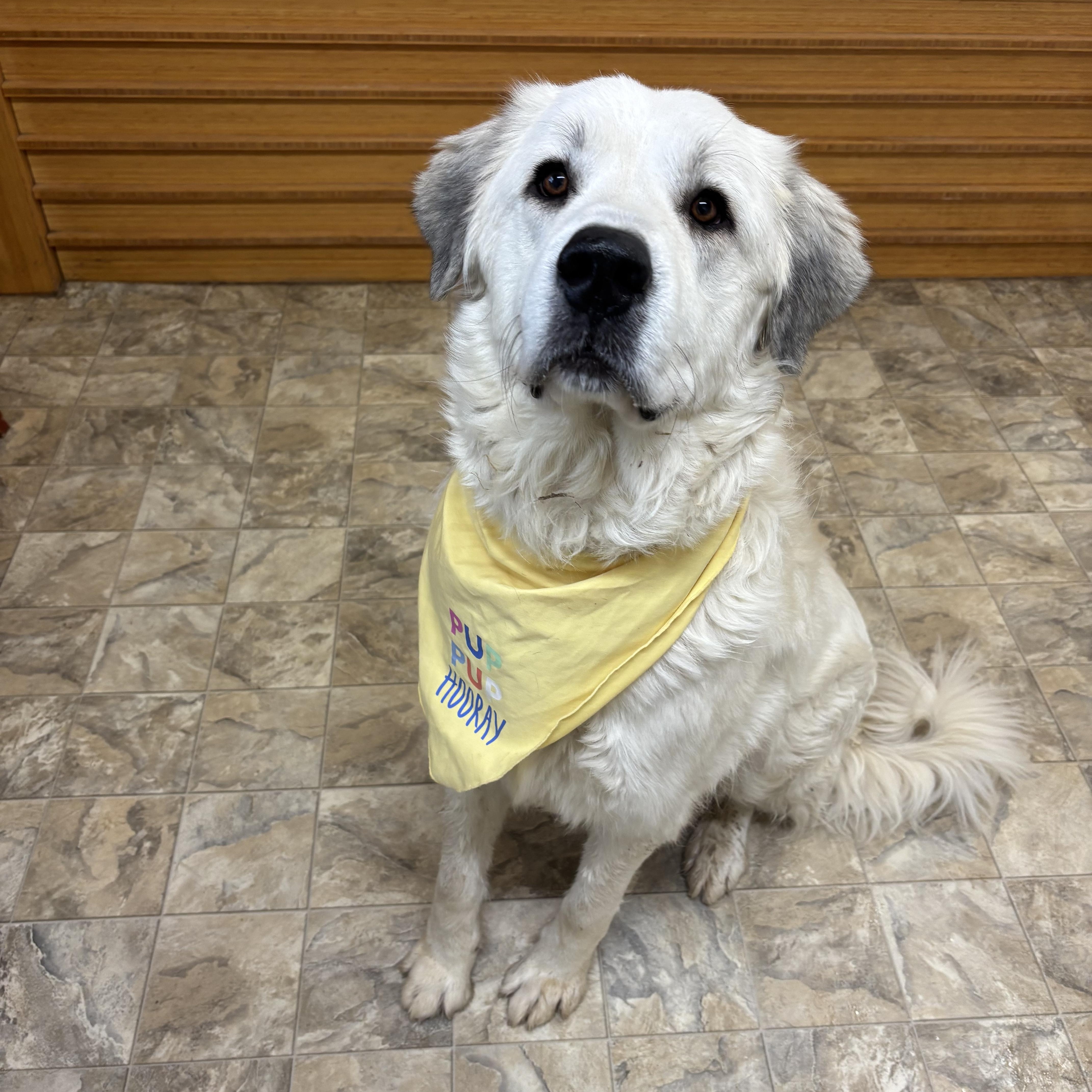 Cheesecake , an adopted mixed breed in Pilot Point, TX image 2/3