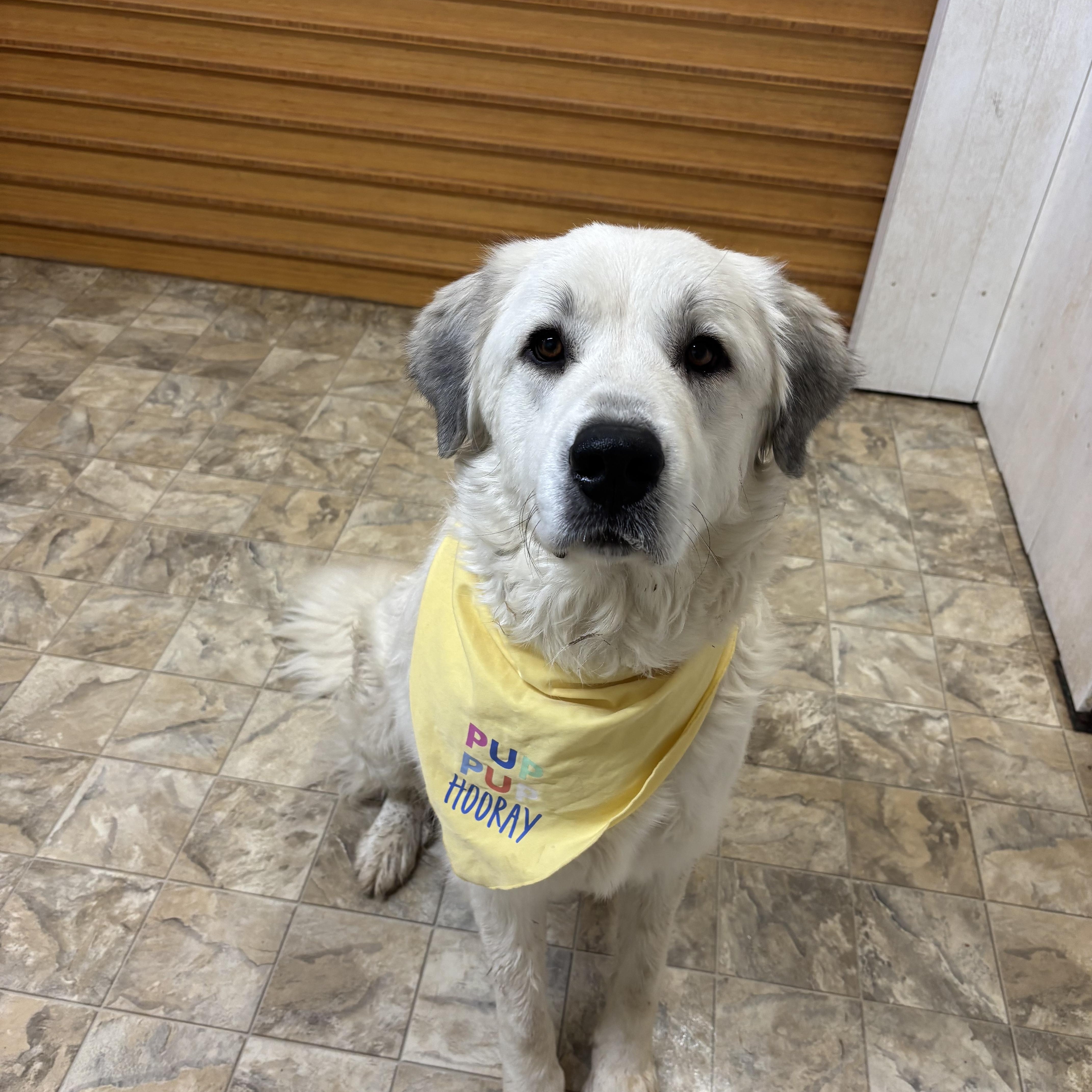 Cheesecake , an adopted mixed breed in Pilot Point, TX image 3/3