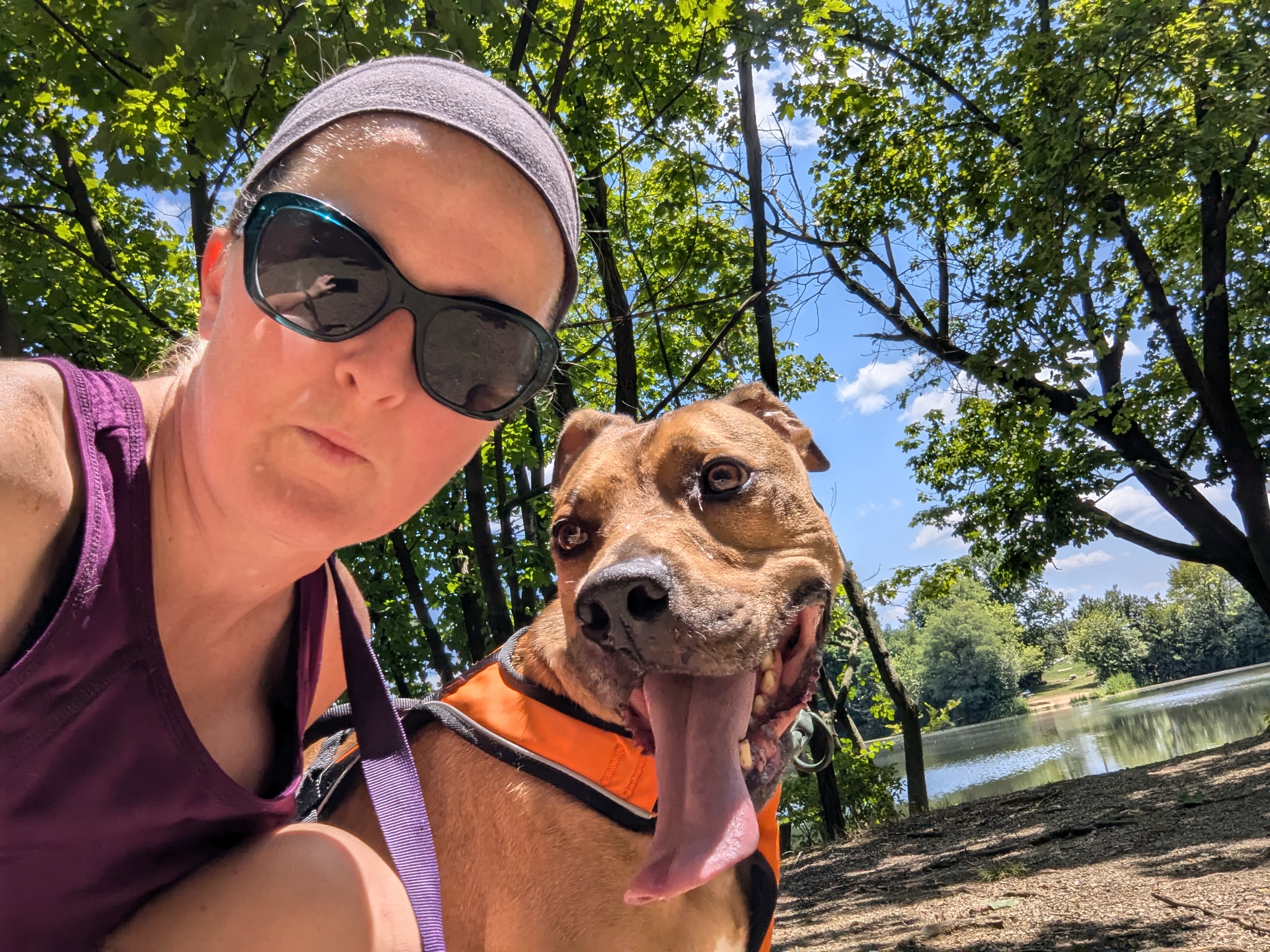 Turkey, a Adoptable mixed breed in Myerstown, PA image 6/6