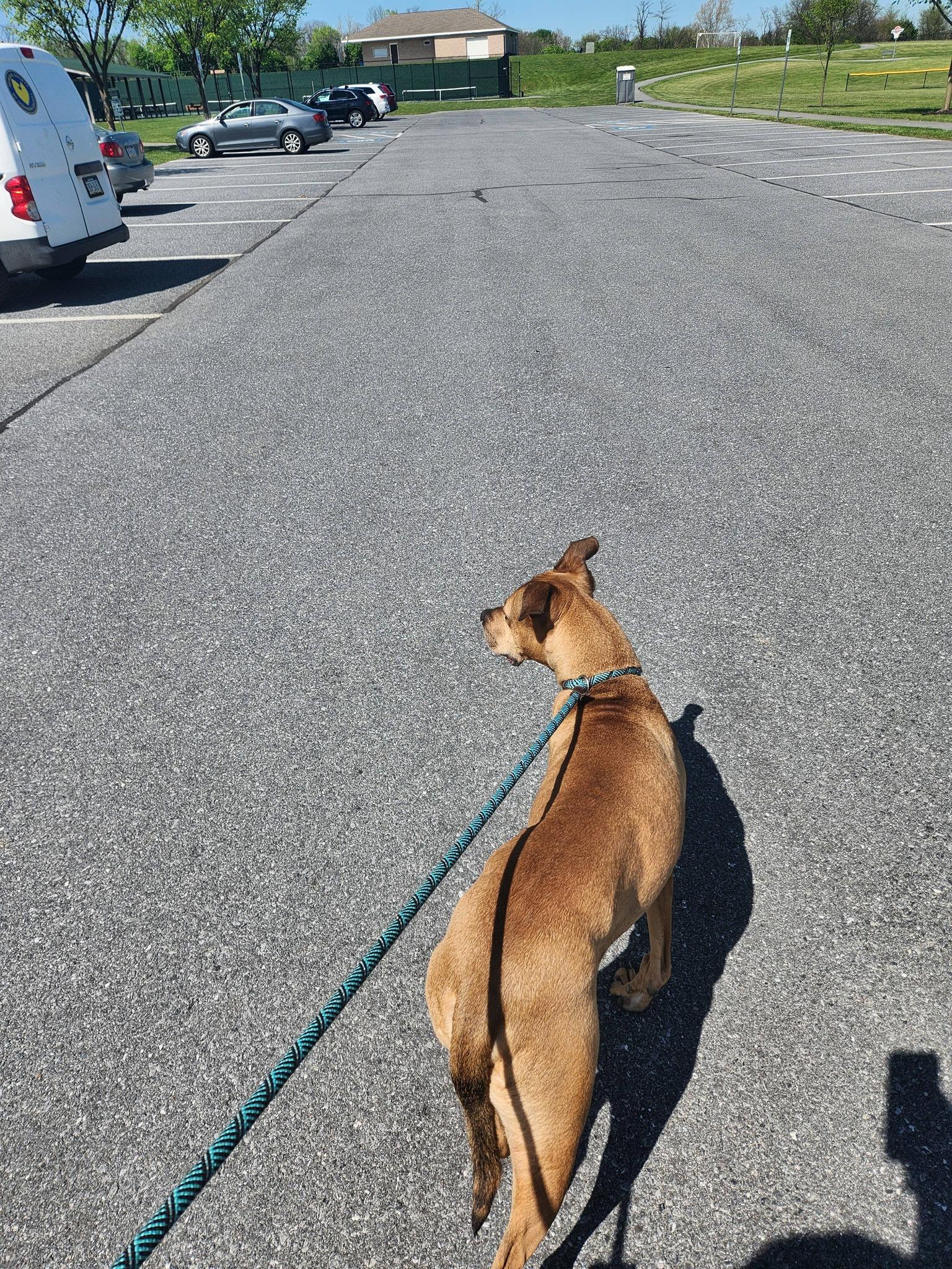 Enlarge Turkey, a Adoptable mixed breed in Myerstown, PA image 6/6