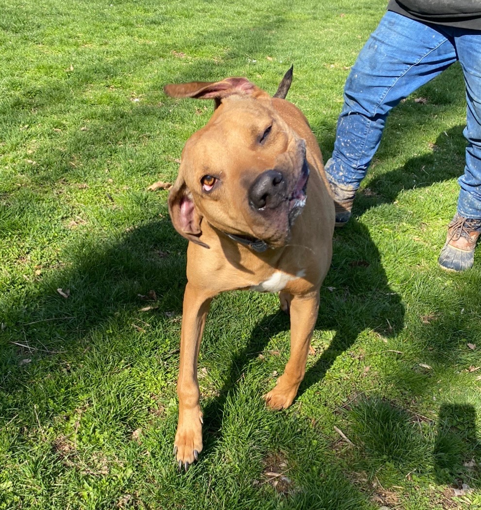 Turkey, a Adoptable mixed breed in Myerstown, PA image 5/6