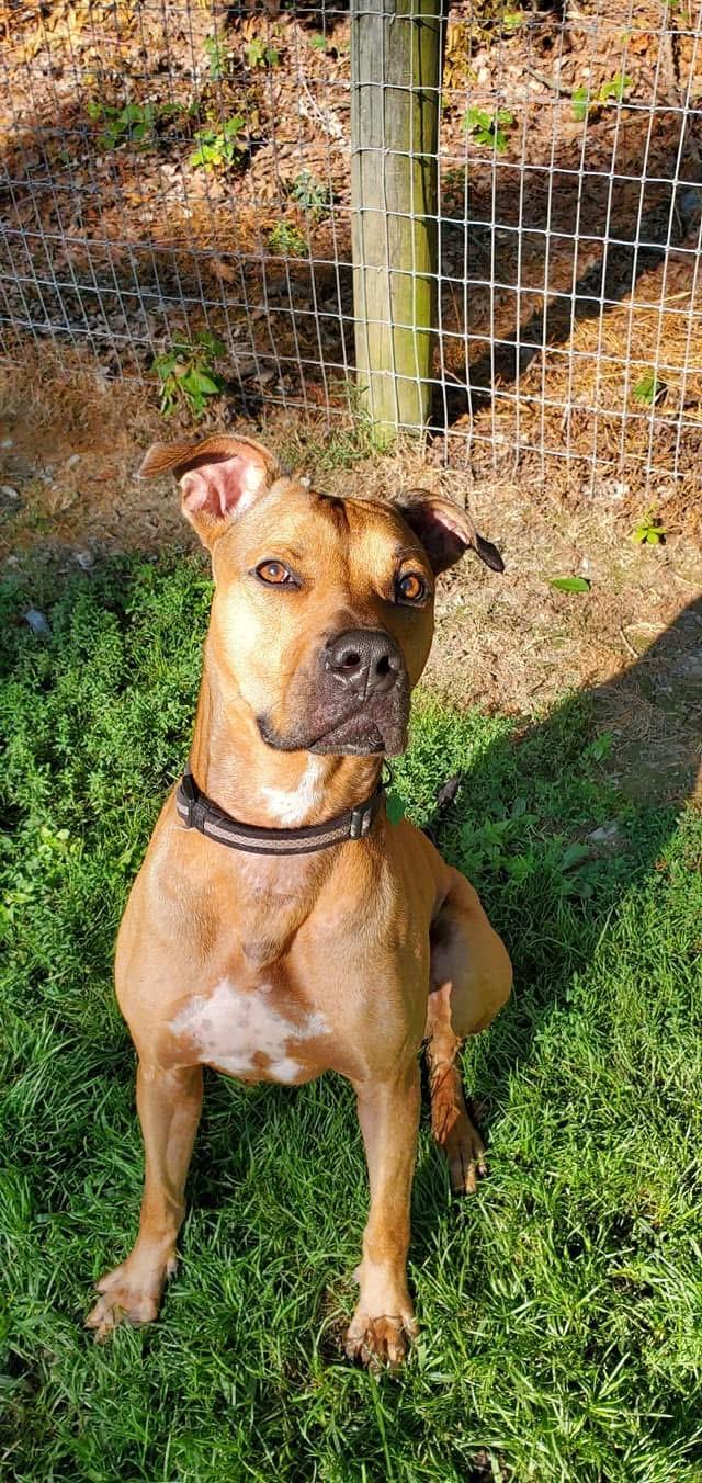 Enlarge Turkey, a Adoptable mixed breed in Myerstown, PA image 1/6