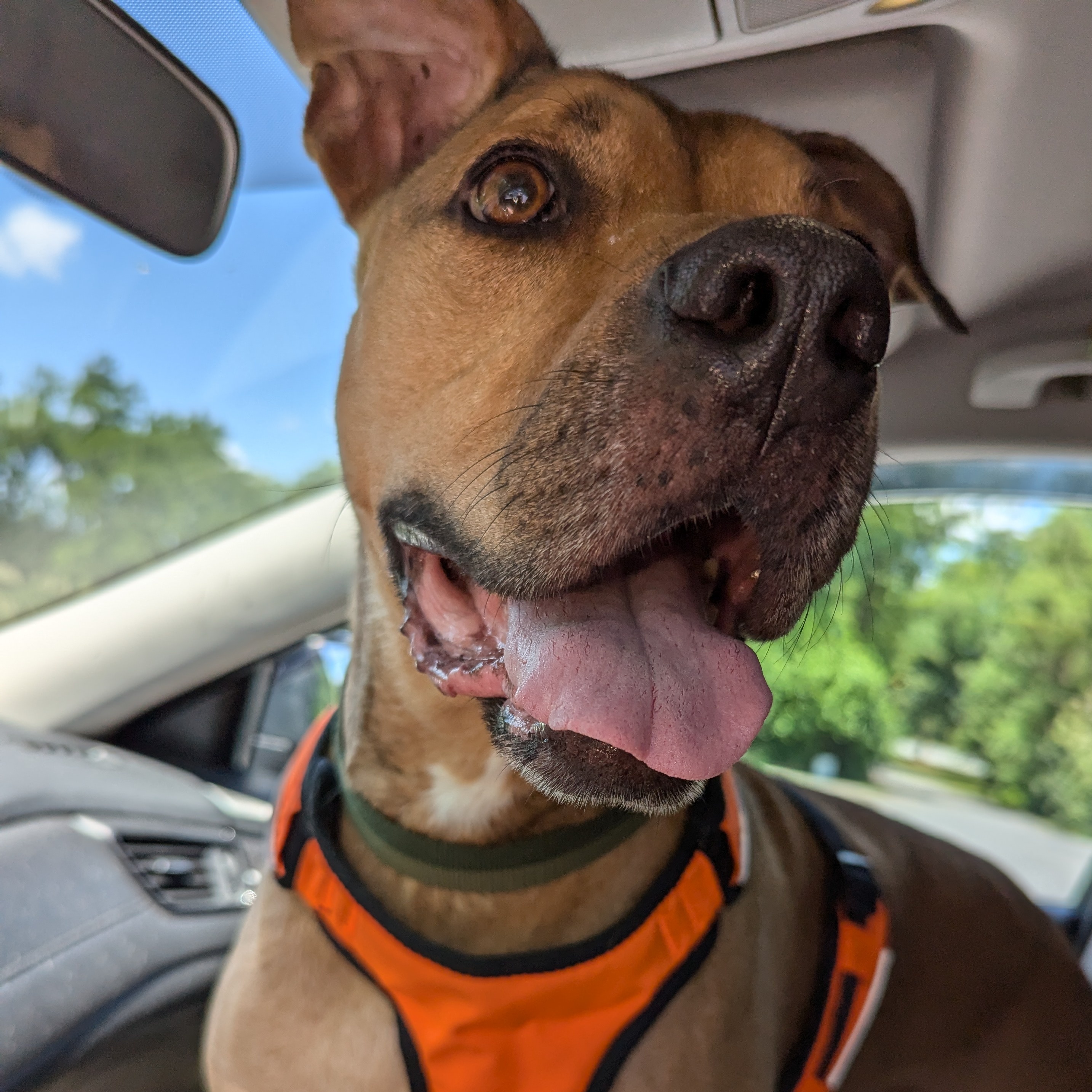 Turkey, a Adoptable mixed breed in Myerstown, PA image 1/6