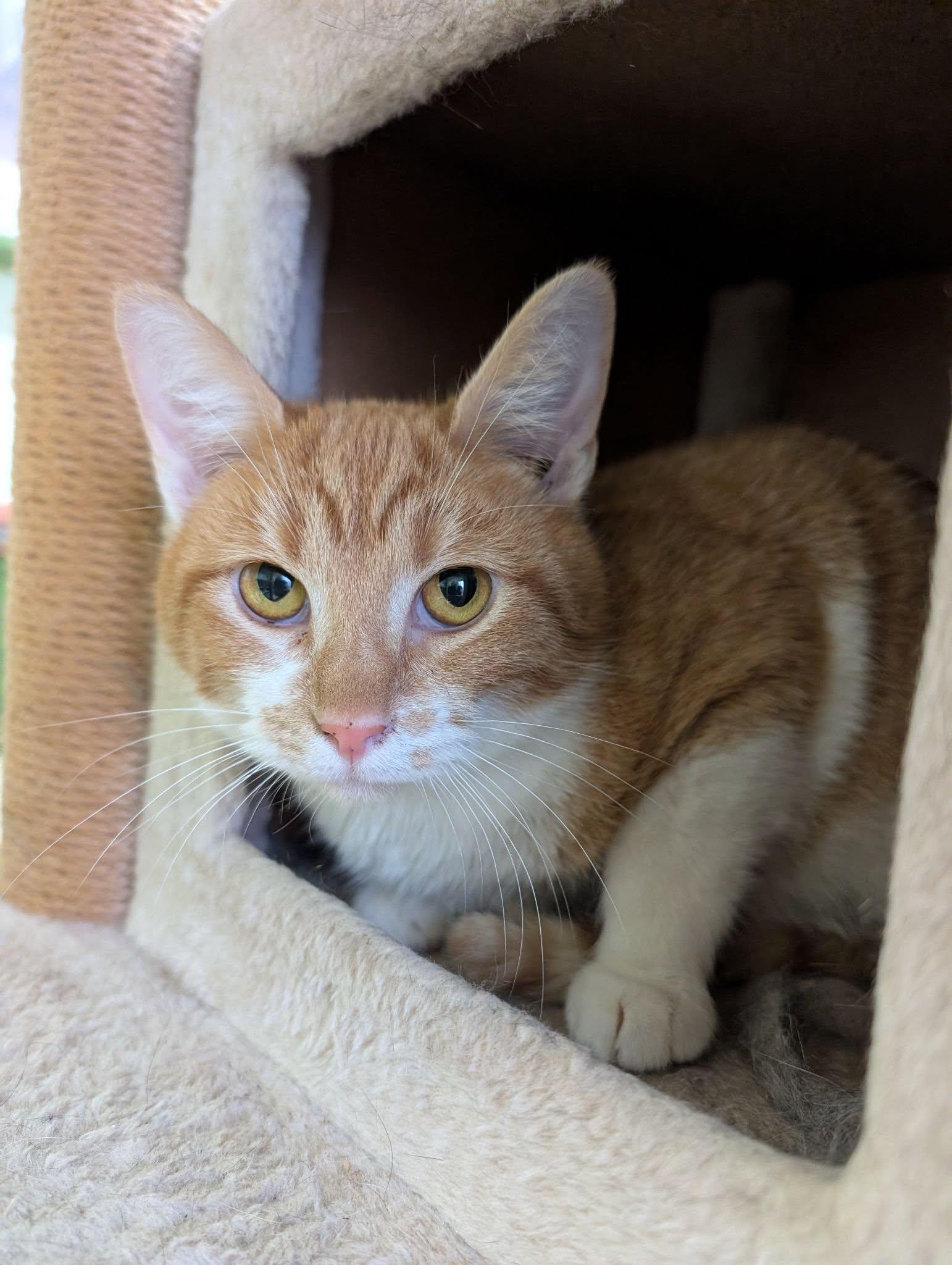 Enlarge Ginger Snap, a ADOPTABLE mixed breed in Newburgh, IN image 1/1