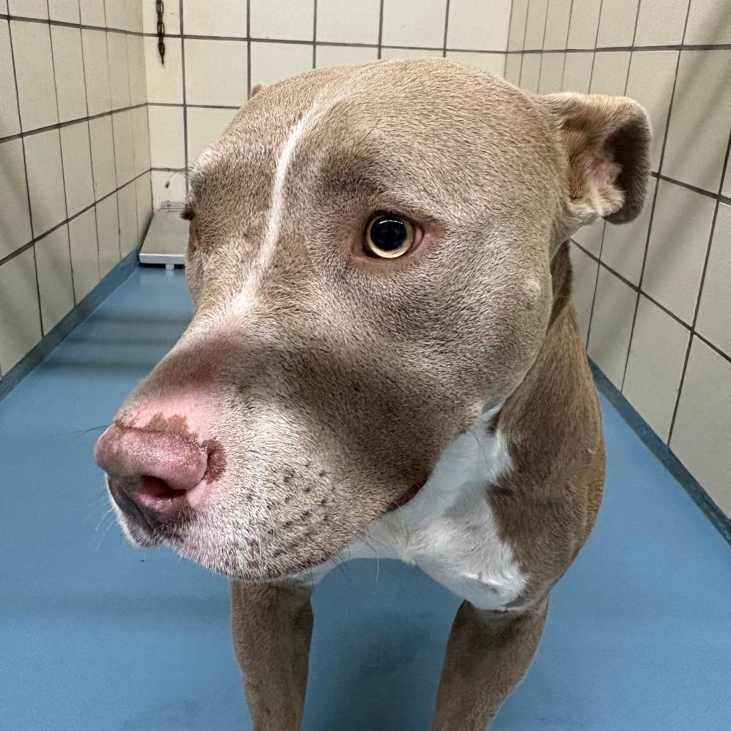Jesica, Adoptable, Adult Female Pit Bull Terrier.