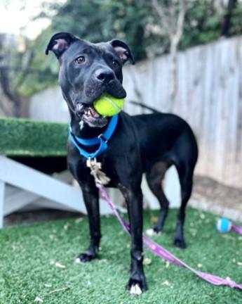 Rosie, a Adoptable mixed breed in Washington, DC image 1/3