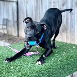 Rosie, a Adoptable mixed breed in Washington, DC image 3/3