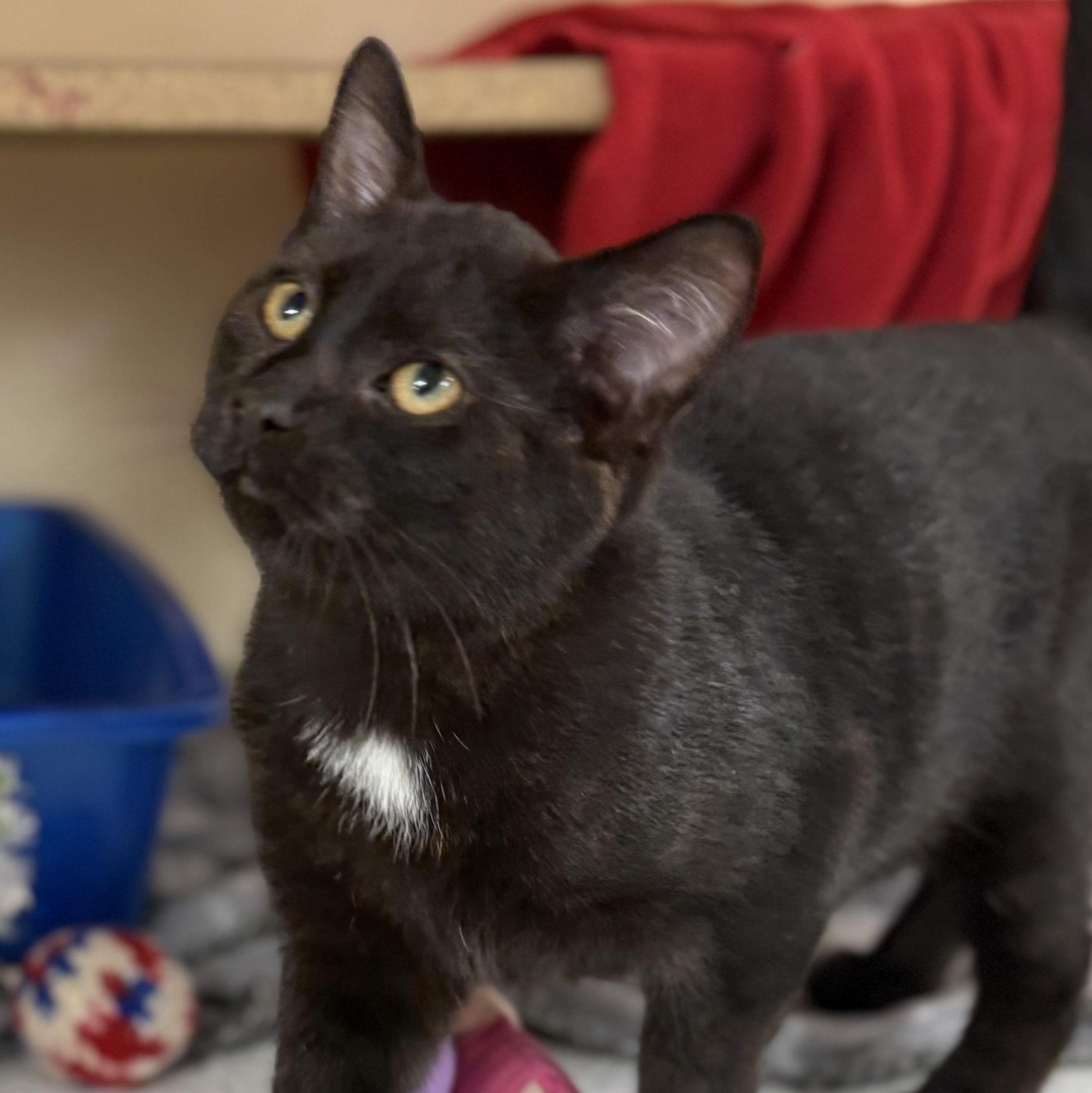 Chile, a Adoptable mixed breed in Charles City, IA image 4/4