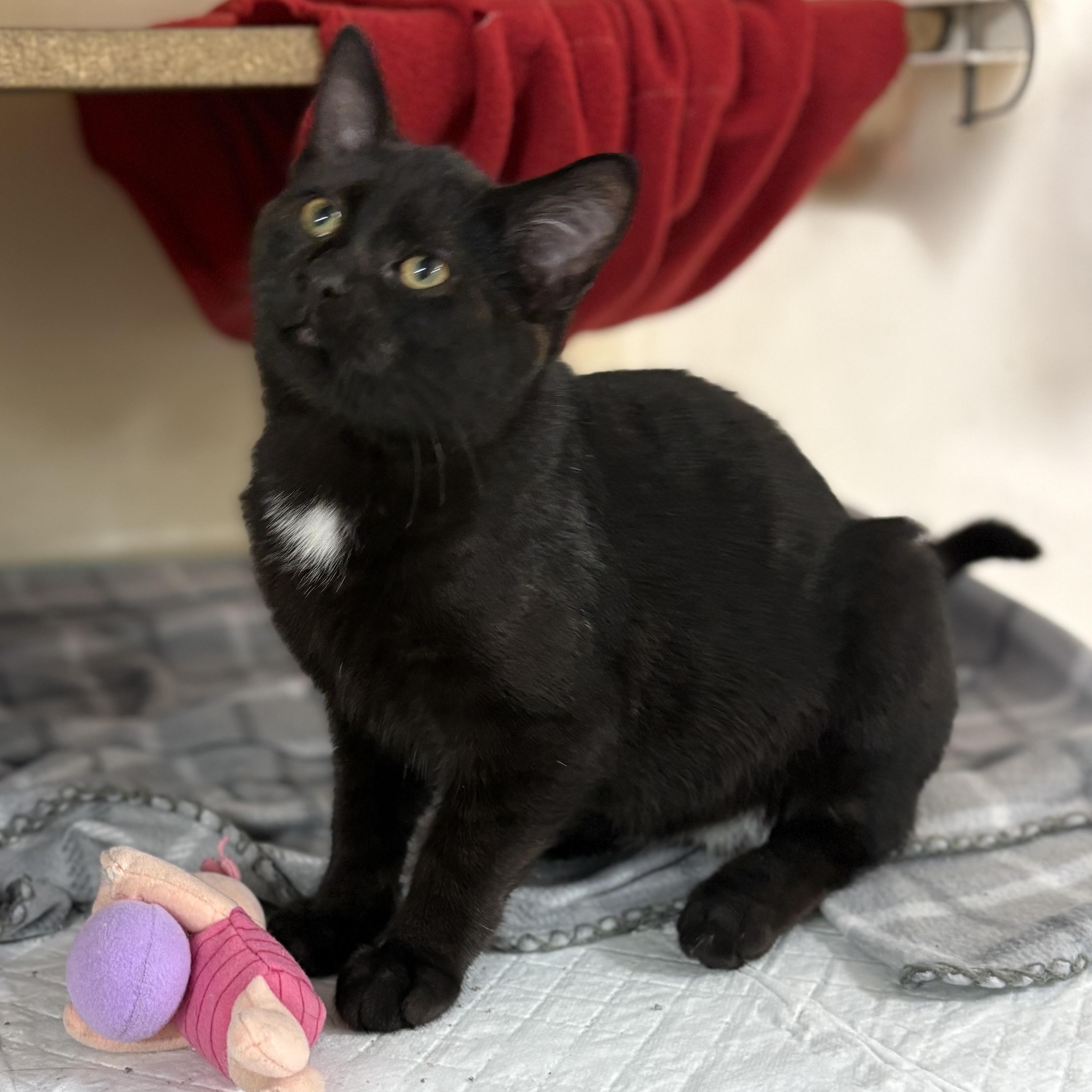 Chile, a Adoptable mixed breed in Charles City, IA image 1/4