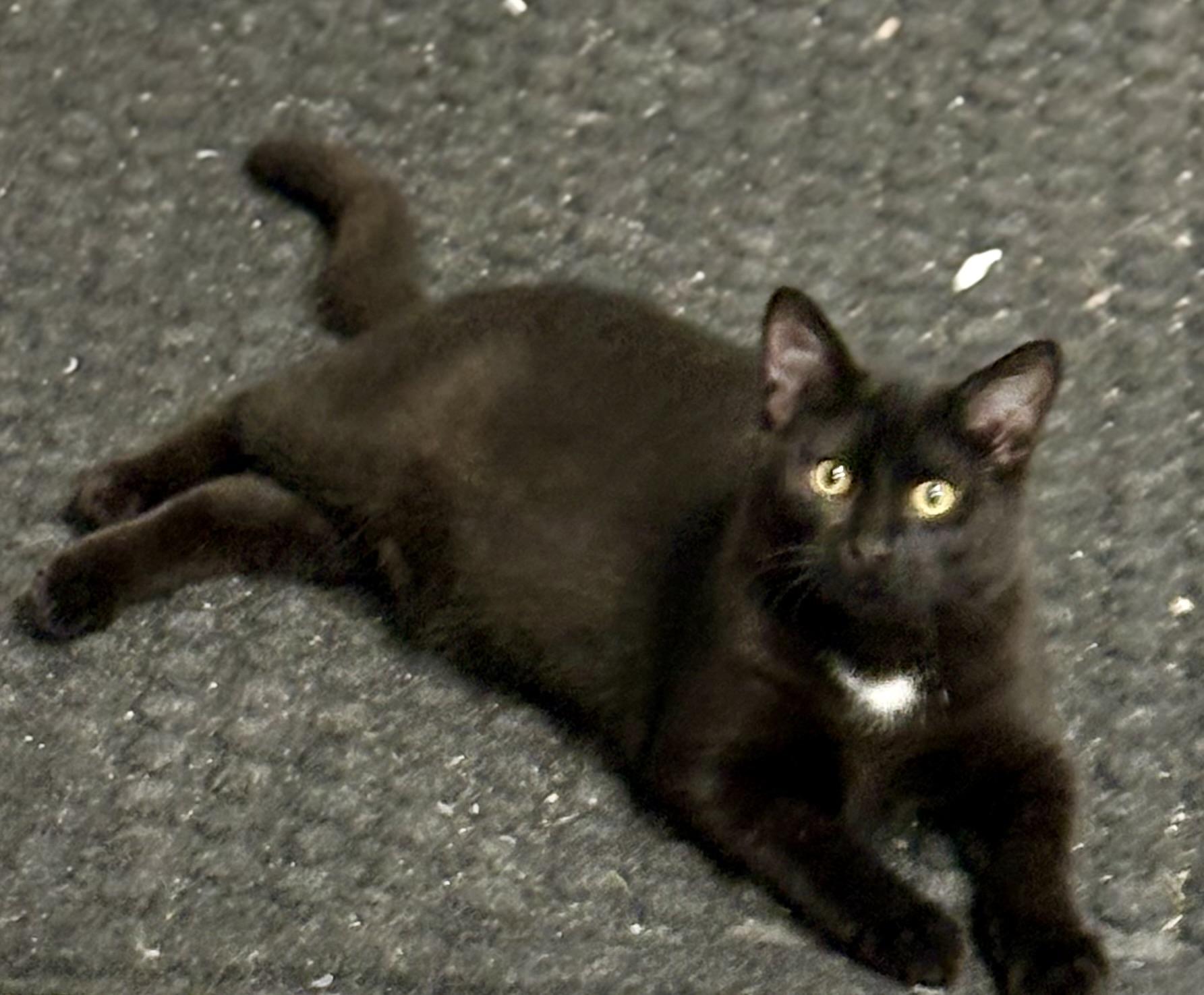 Chile, a Adoptable mixed breed in Charles City, IA image 2/4