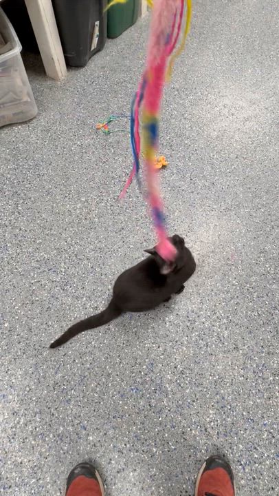 Enlarge Chile, a Adoptable mixed breed in Charles City, IA video 3/4