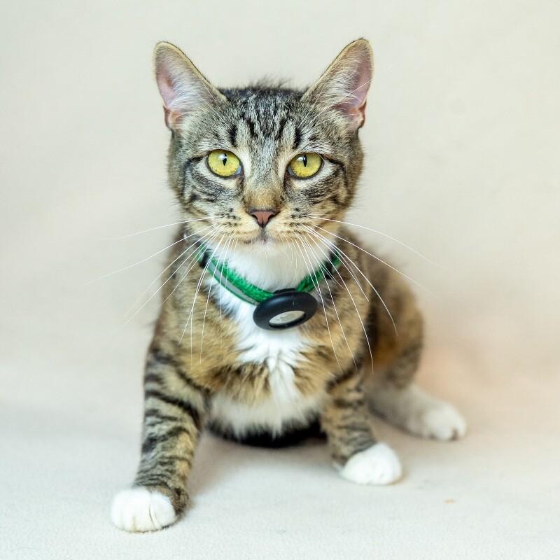 Willa, Adoptable, Adult Female Domestic Short Hair.